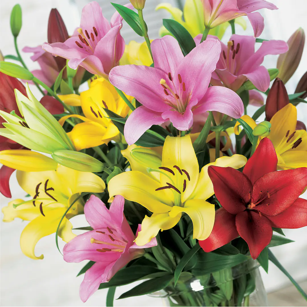 Liliums 1