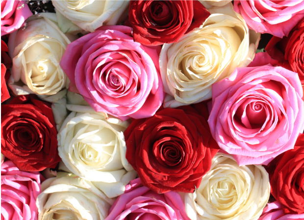 Rosas ecuatorianas