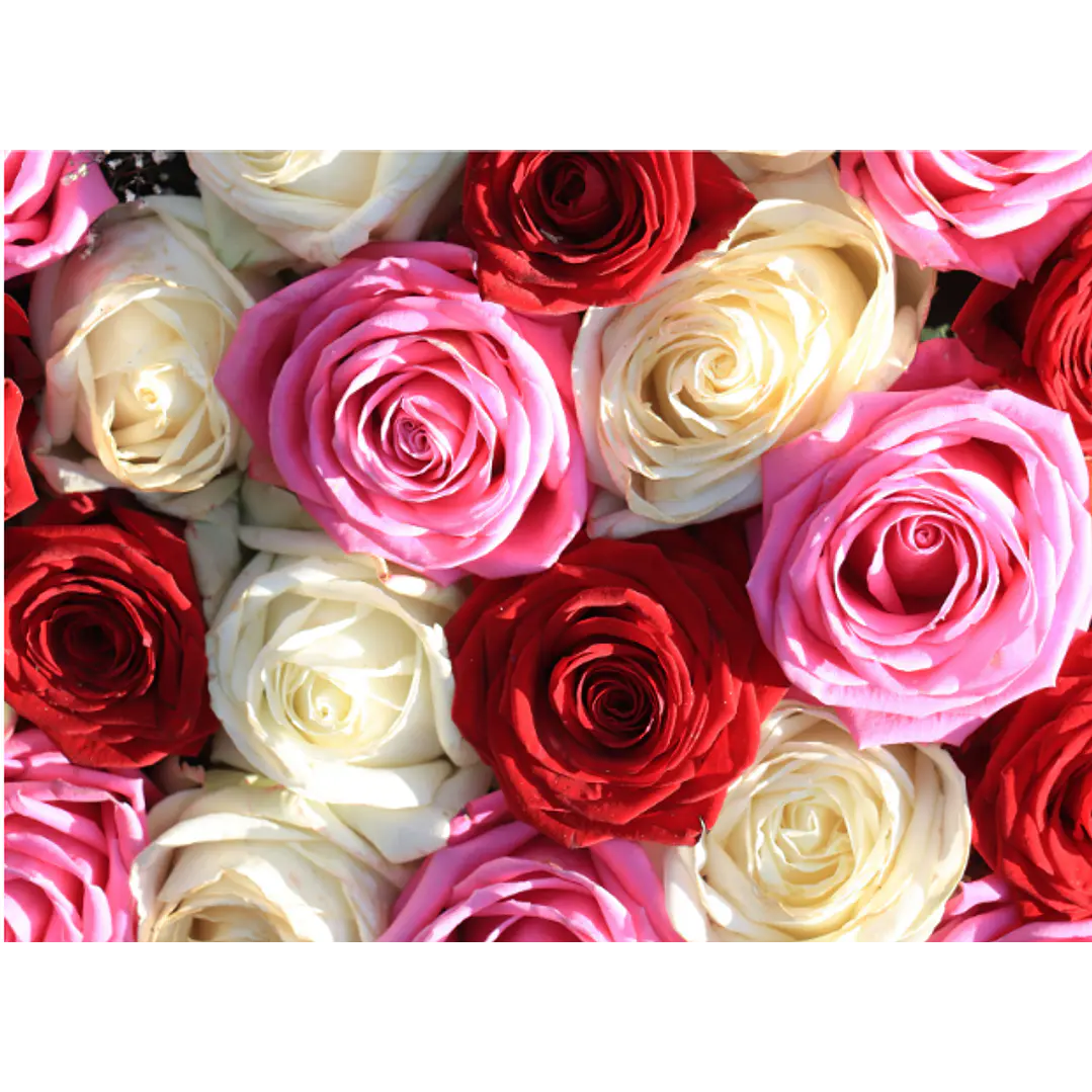 Rosas ecuatorianas 1