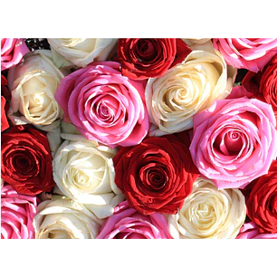 Rosas ecuatorianas