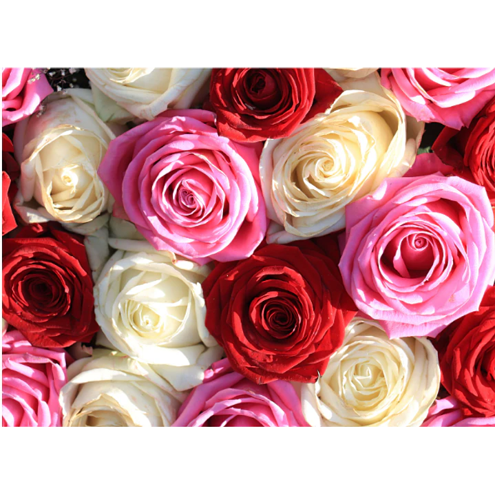Rosas ecuatorianas 1