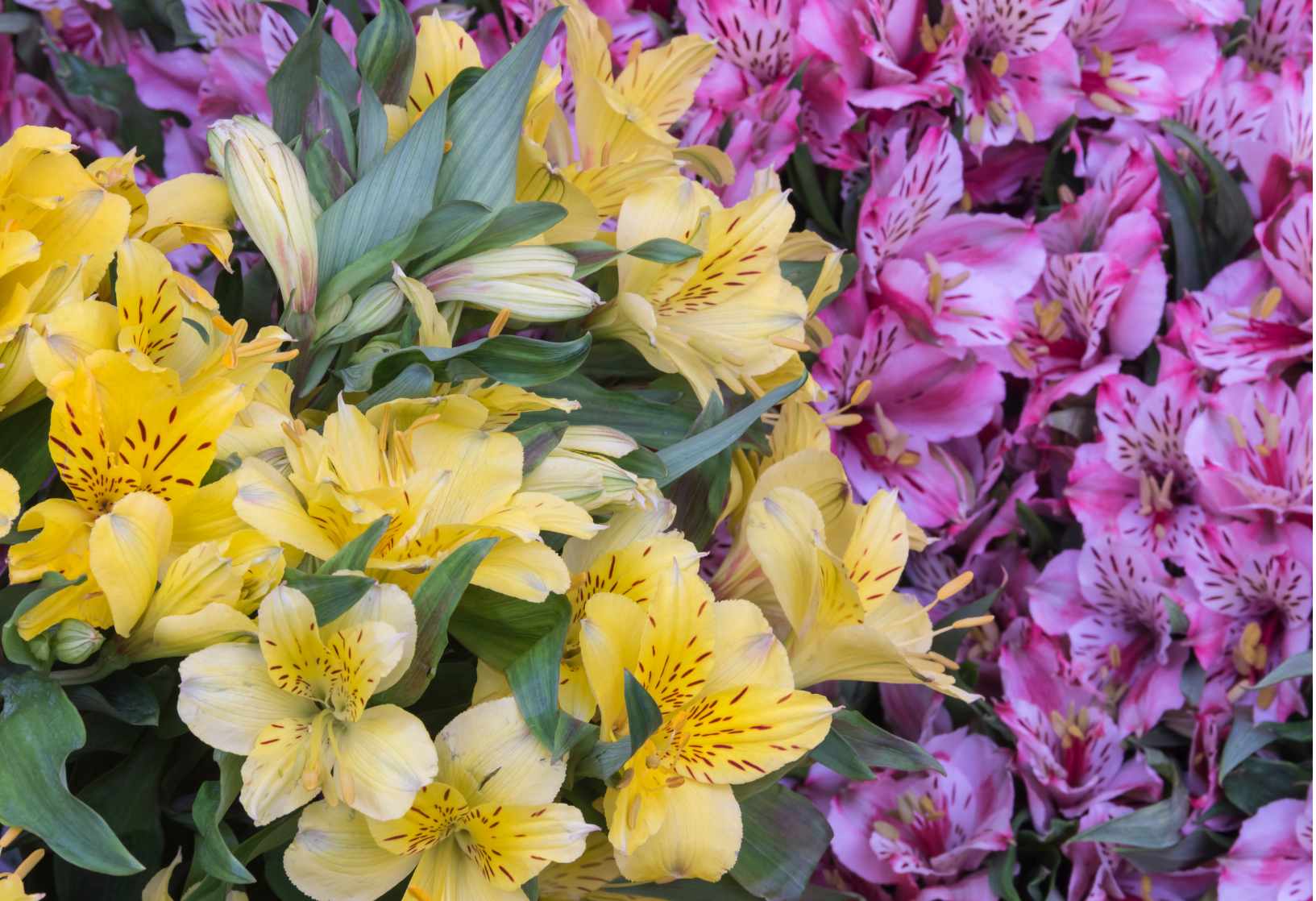astroemelias-ecuatorianas-feel-flowers