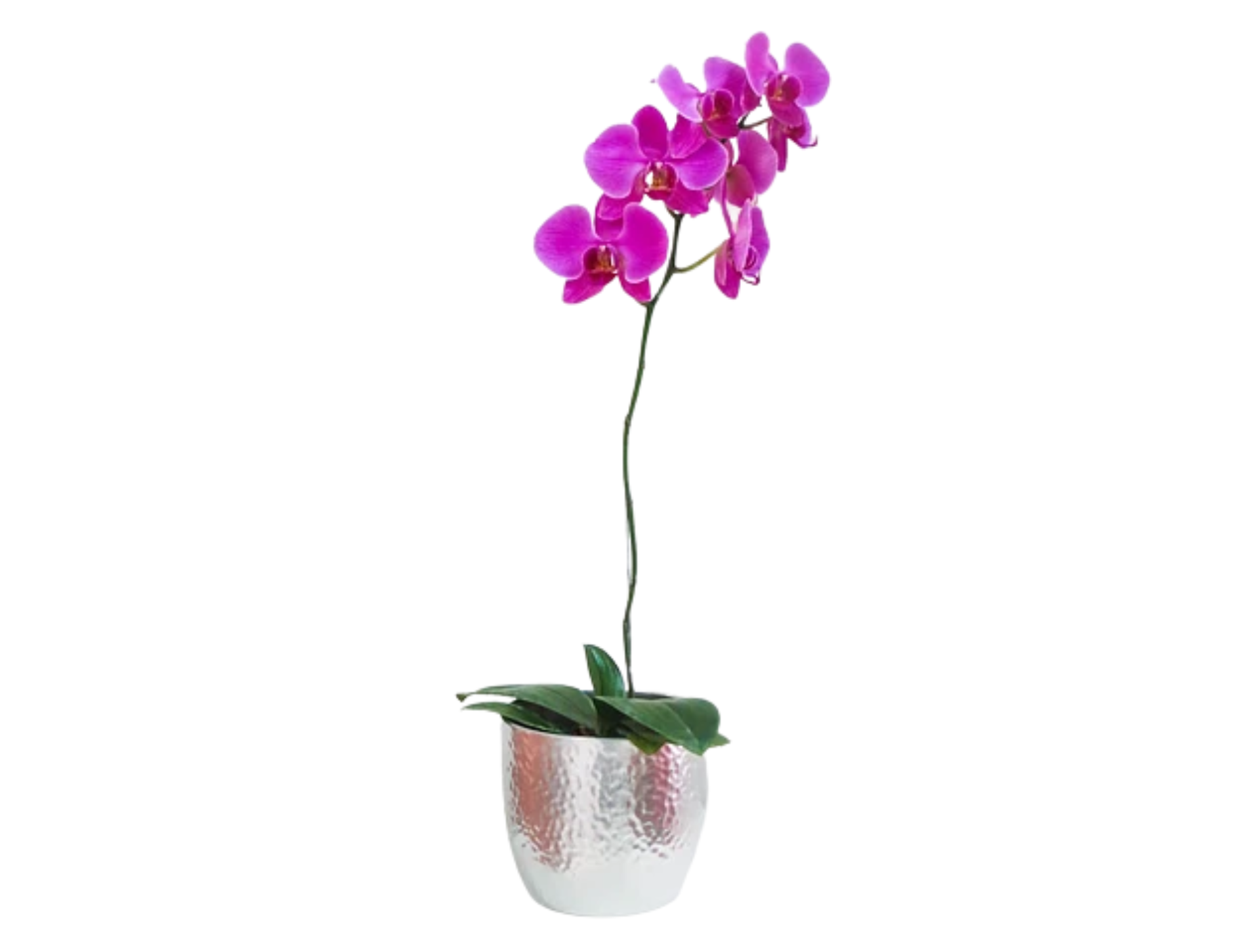 Orquídea phaleanopsis | Envía Amor y Elegancia