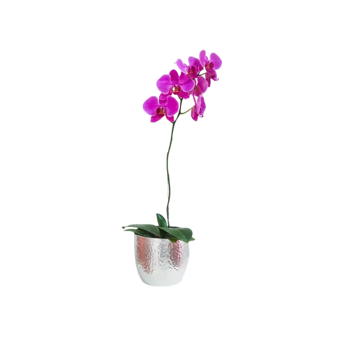 Orquídea phaleanopsis | Envía Amor y Elegancia  1