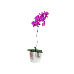 Orquídea phaleanopsis | Envía Amor y Elegancia 