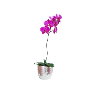 Orquídea phaleanopsis | Envía Amor y Elegancia 