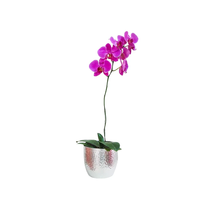 Orquídea phaleanopsis | Envía Amor y Elegancia  1