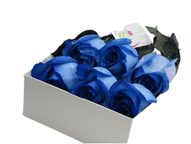 Caja de 6 rosas azules | Envía Gratitud y Amor a una persona especial