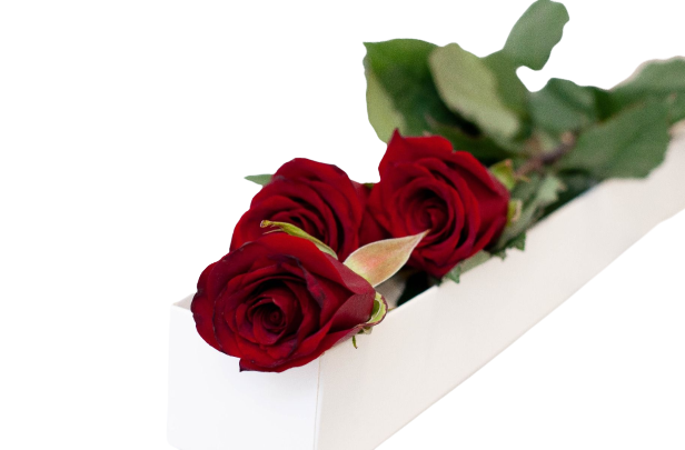 Caja Redonda de Rosas Blancas – Regalo Elegante con Despacho en Santiago