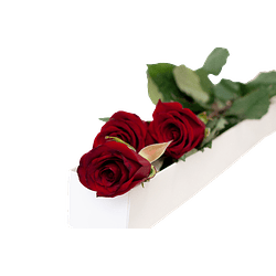 Caja de 3 rosas ecuatorianas | Regala Amor Elegante