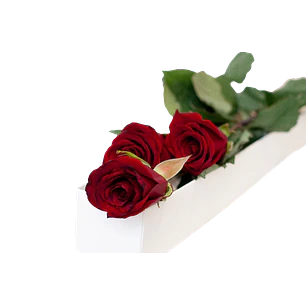 Caja de 3 rosas ecuatorianas | Regala Amor Elegante