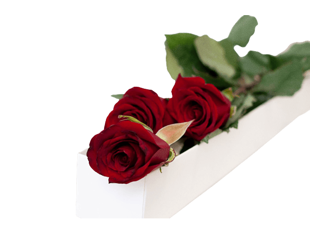 Caja de 3 rosas ecuatorianas | Regala Amor Elegante