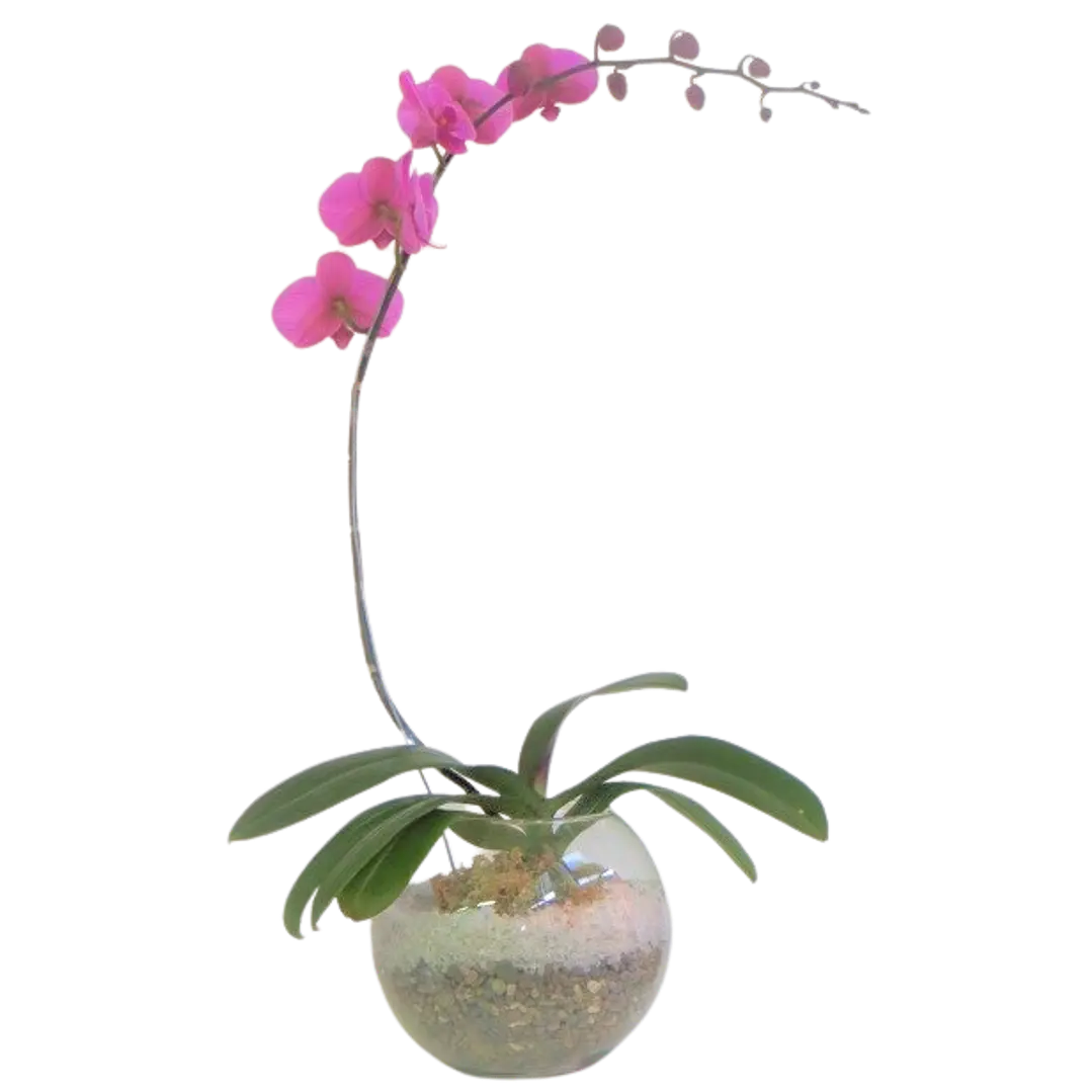 Orquídea phaleanopsis en esfera con cuarzo  | Regala Belleza y Elegancia 1