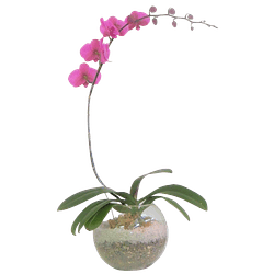 Orquídea phaleanopsis en esfera con cuarzo