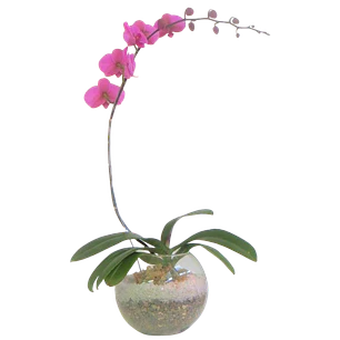 Orquídea phaleanopsis en esfera con cuarzo  | Regala Belleza y Elegancia