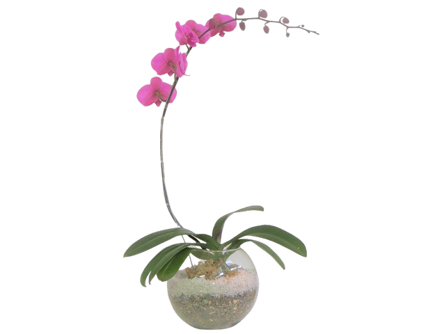 Orquídea phaleanopsis en esfera con cuarzo