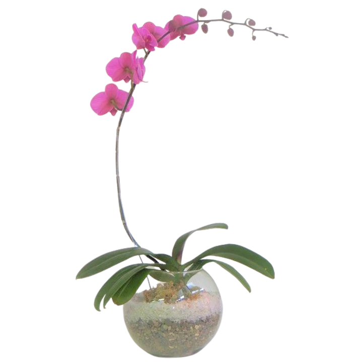 Orquídea phaleanopsis en esfera con cuarzo  | Regala Belleza y Elegancia 1