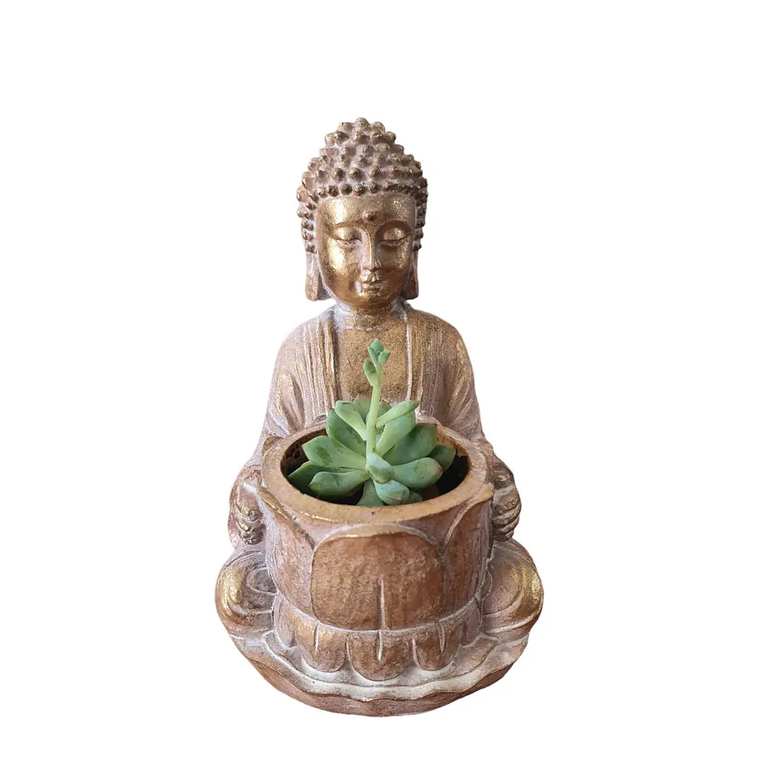 Buda con Suculenta 1