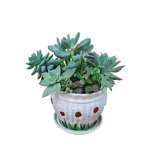 Mix de Suculentas en Macetero Cerámico