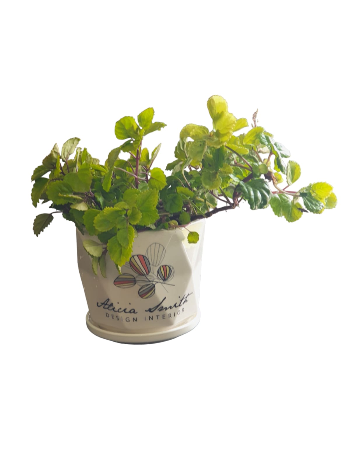 Planta del Dinero