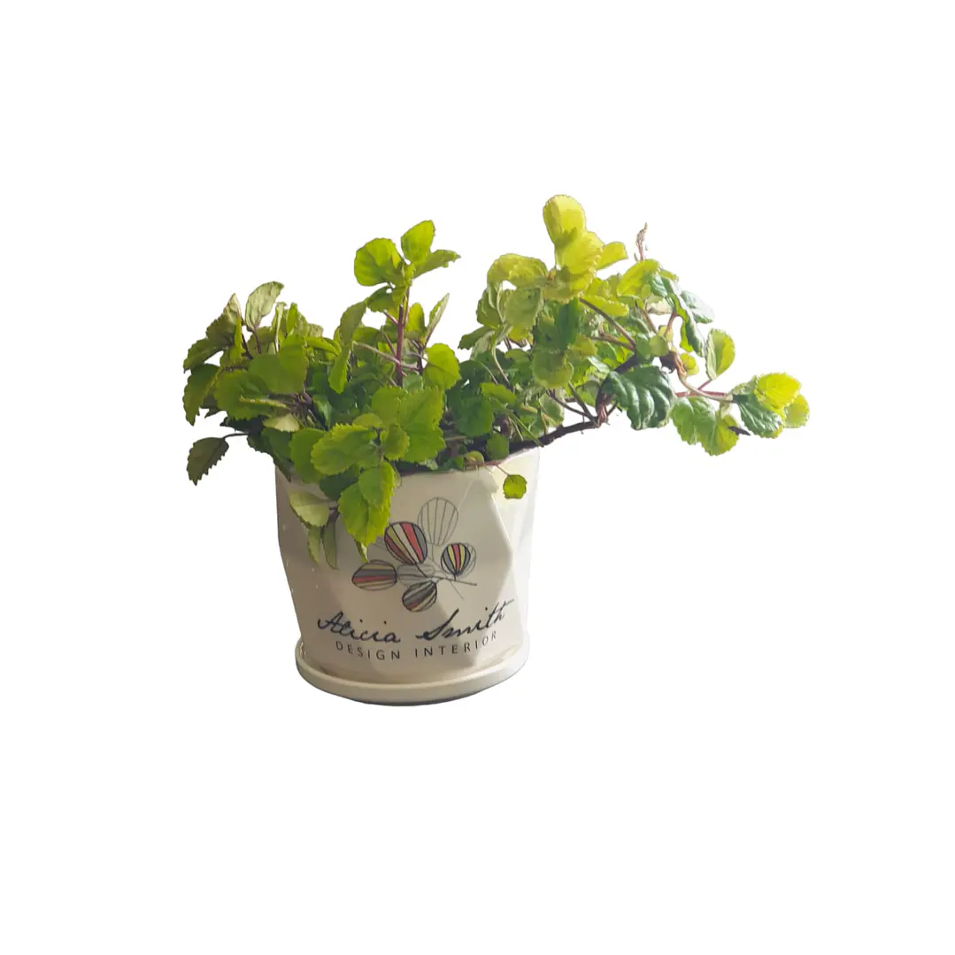 Planta del Dinero 1