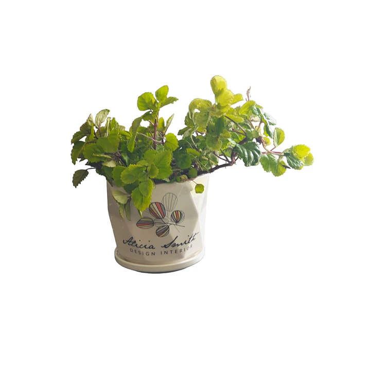 Planta del Dinero 1