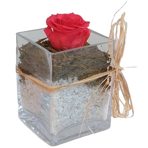 Rosa preservada individual