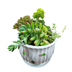 arreglo de suculentas