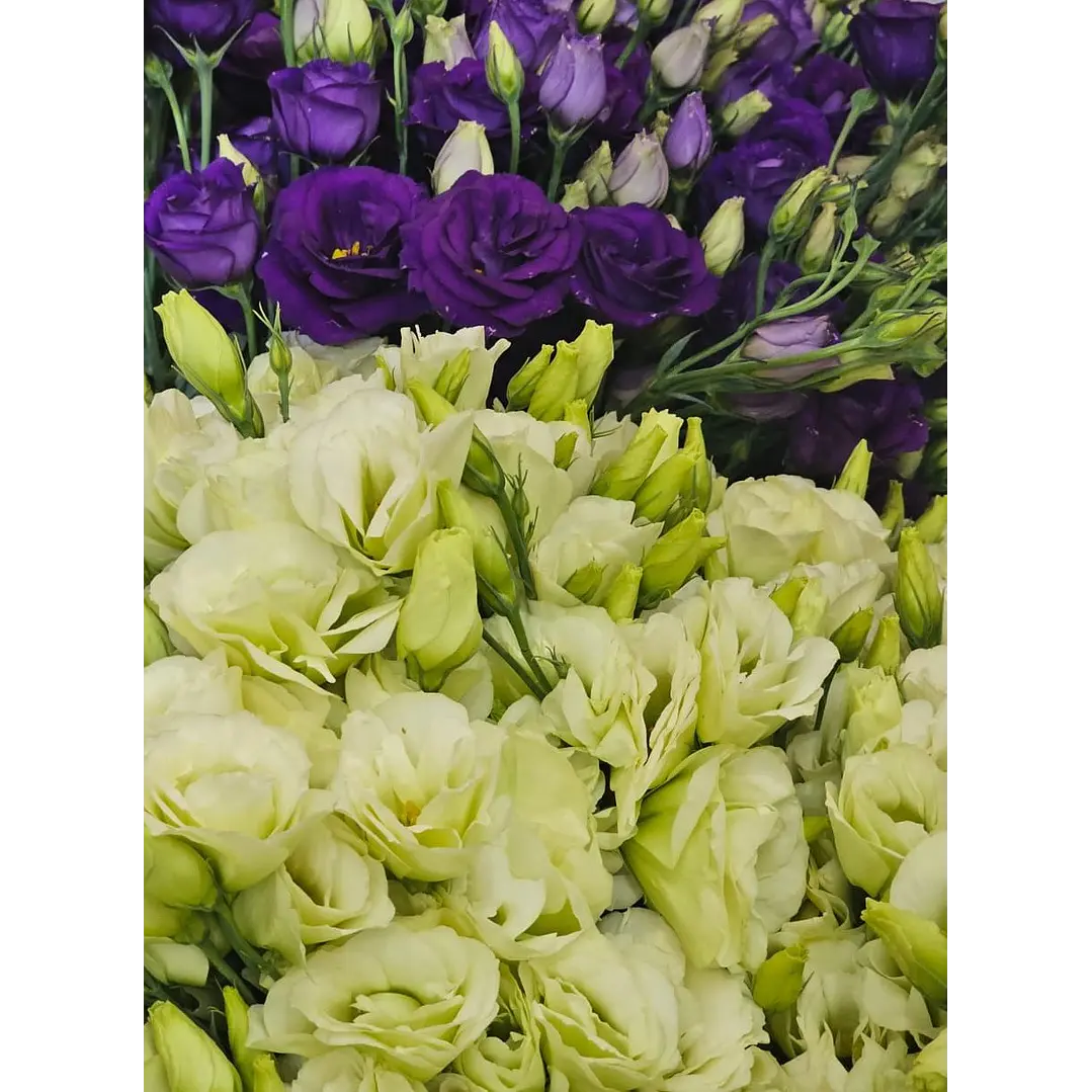 Lisianthus 1
