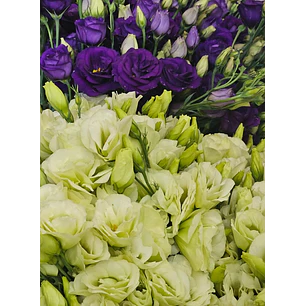 Lisianthus