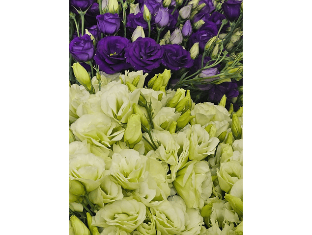 Lisianthus