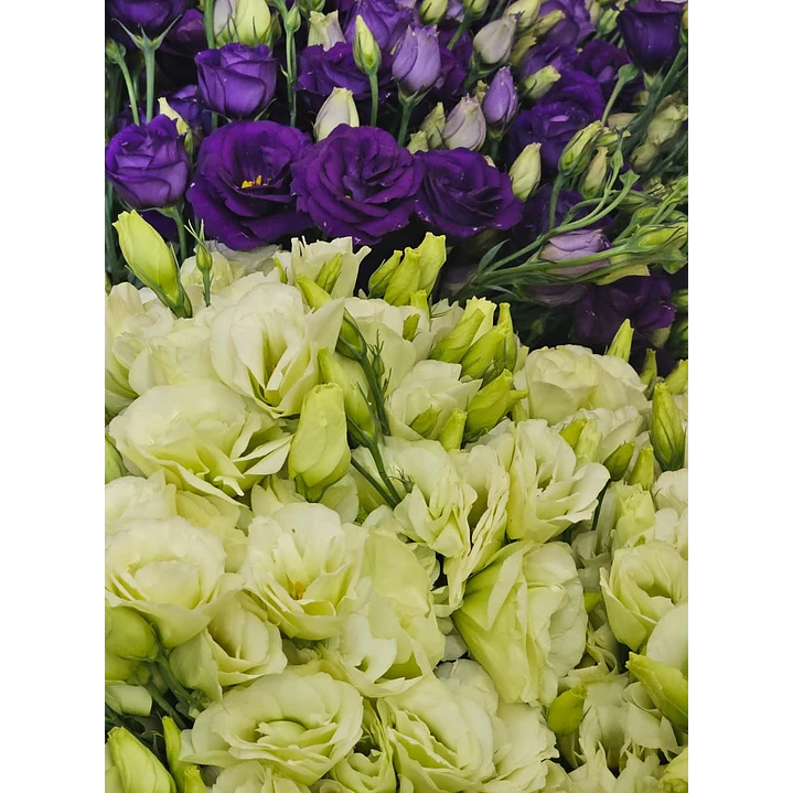 Lisianthus 1