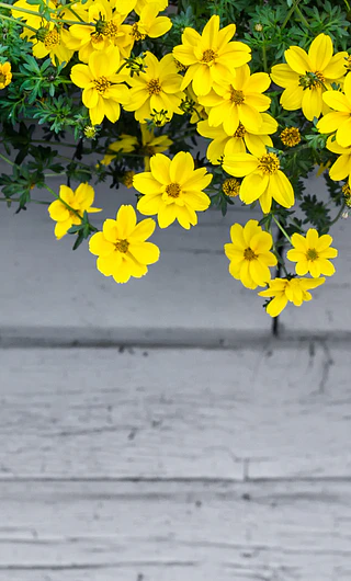 Flores Amarillas