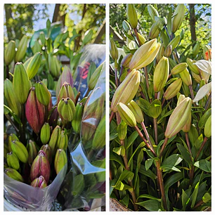 Liliums | Paquete 10 Varas