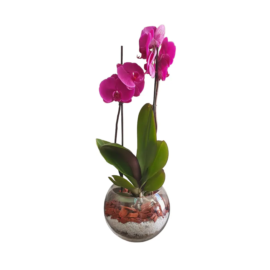 Orquidea en Esfera de Vidrio 1