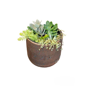 Mix de Suculentas en macetero color cobre
