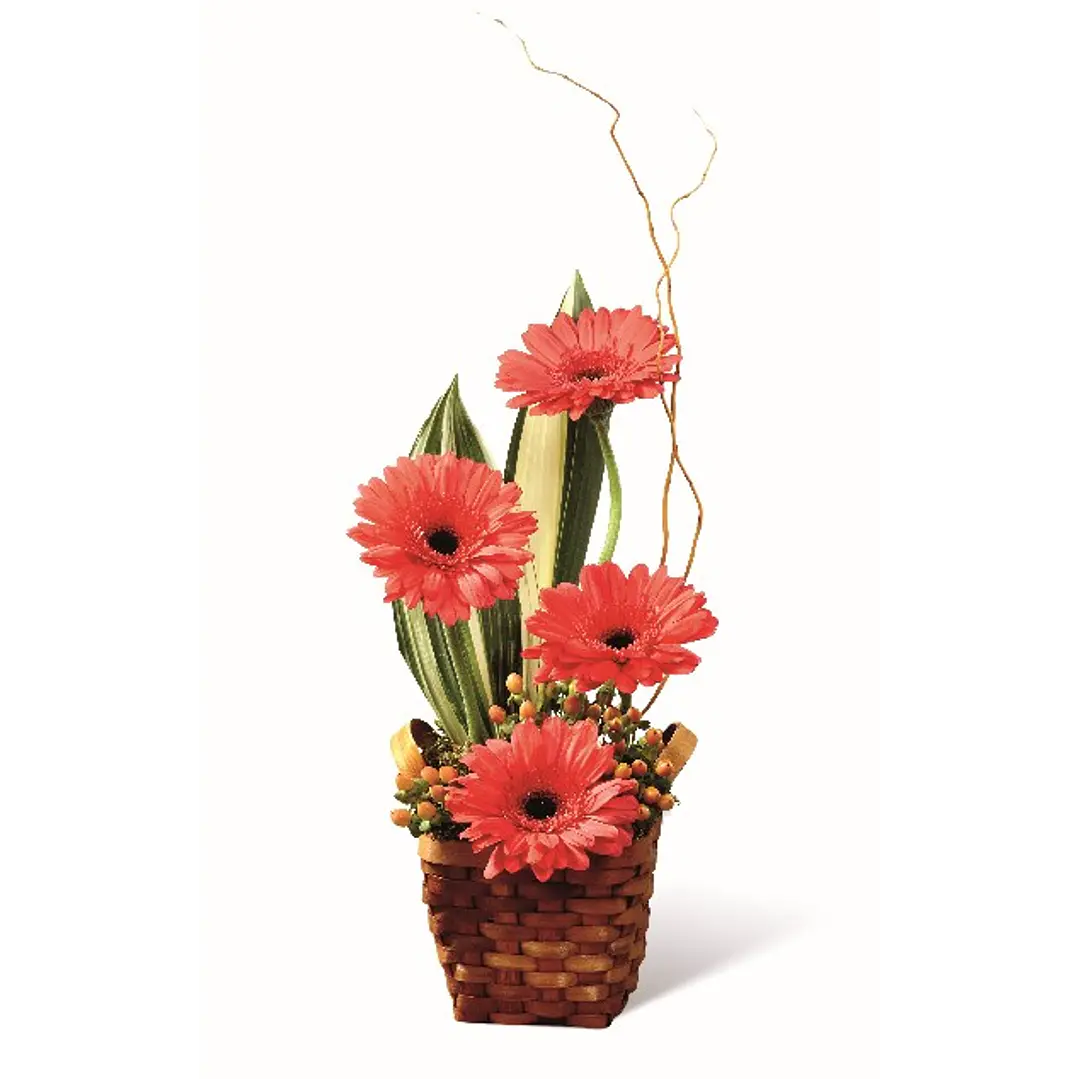 Gerberas en base ratán | Envía Belleza y Color 1