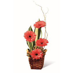 Gerberas en base ratán | Envía Belleza y Color