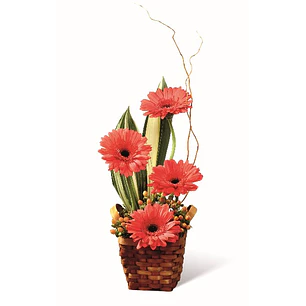 Gerberas en base ratán | Envía Belleza y Color