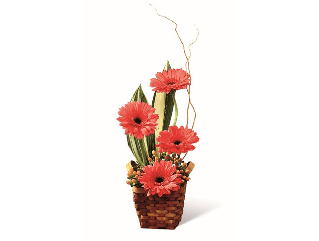 Gerberas en base ratán | Envía Belleza y Color