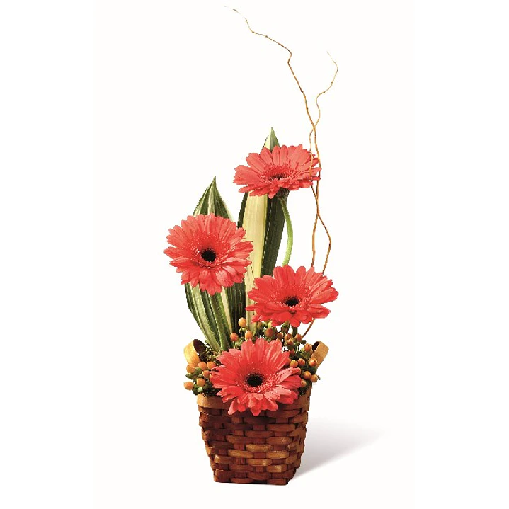 Gerberas en base ratán | Envía Belleza y Color 1