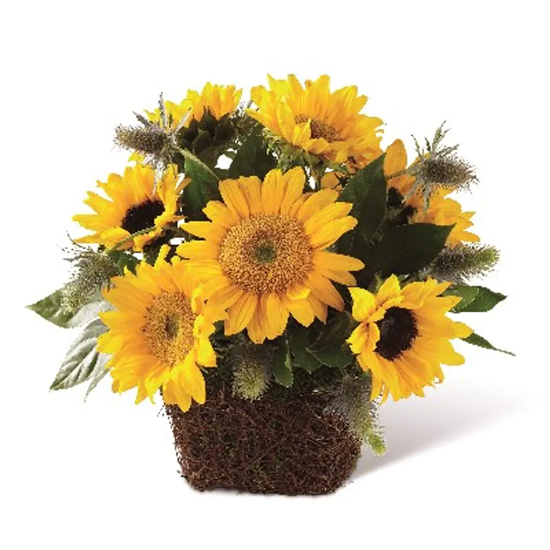 Girasoles en canasta de ratán 1