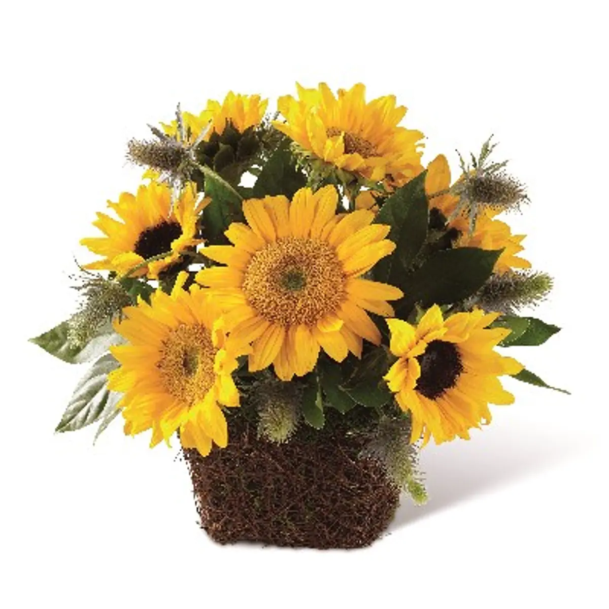 Felicitas Conjunto Floral de Girasoles