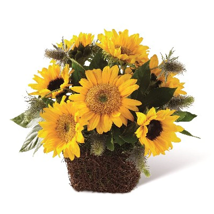 Girasoles en canasta de ratán 1