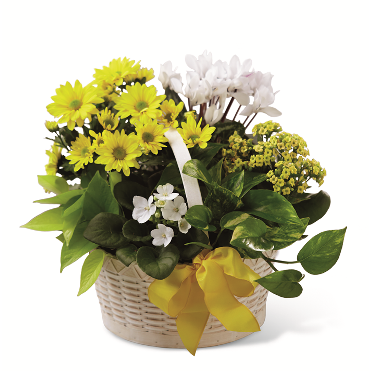 plantas-feel-flowers