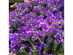 Estatice | Paquete 10 Varas