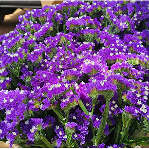 Estatice | Paquete 10 Varas