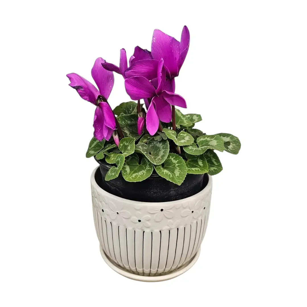 Violeta en Macetero Cerámico  1
