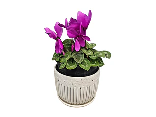 Violeta en Macetero Cerámico 