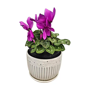 Violeta en Macetero Cerámico 